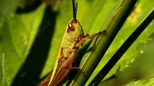 Grasshopper bored on stem (Oedaleonotus phryneicus)