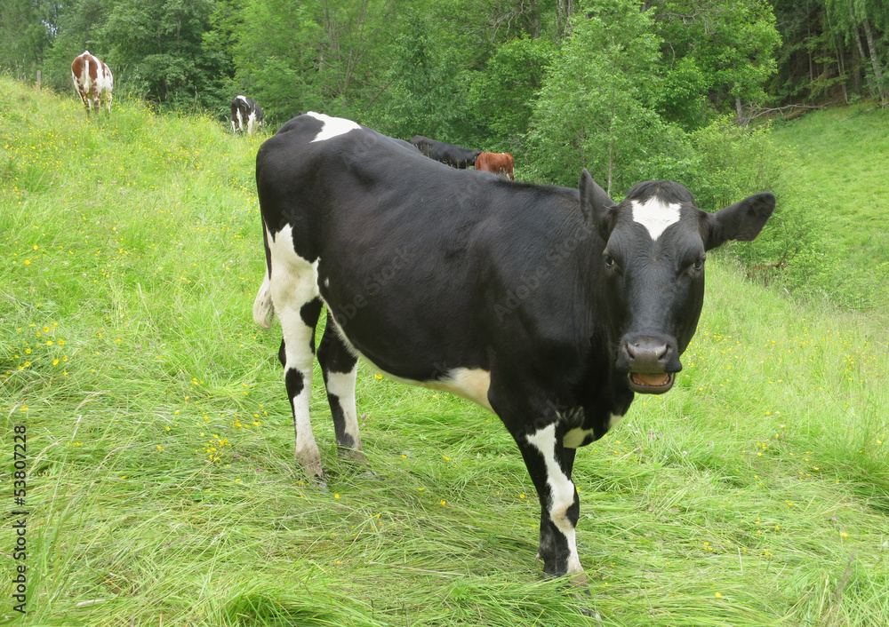 Cow