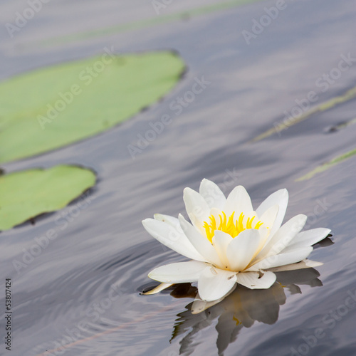 lily on the water