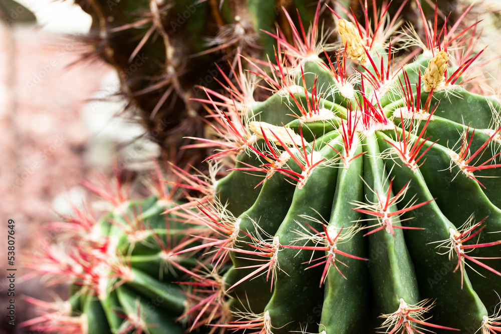 Close up cactus with red thorns