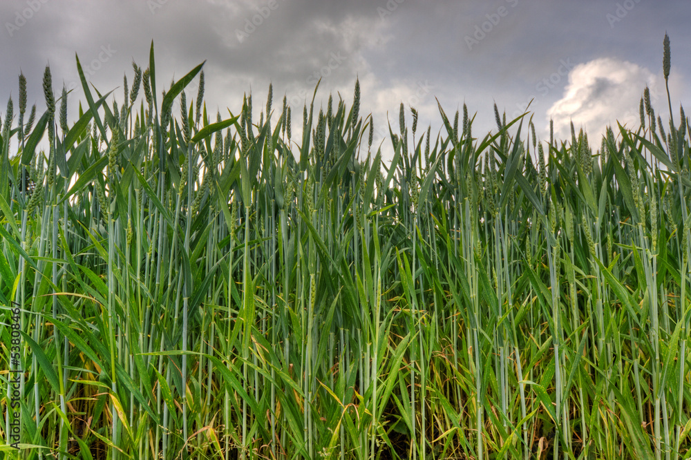 Young, green wheat