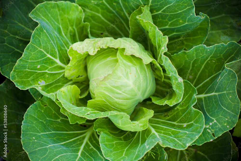 head of cabbage head of cabbage
