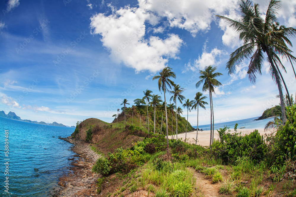 Palm and tropical beach