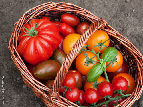 erntefrische tomaten