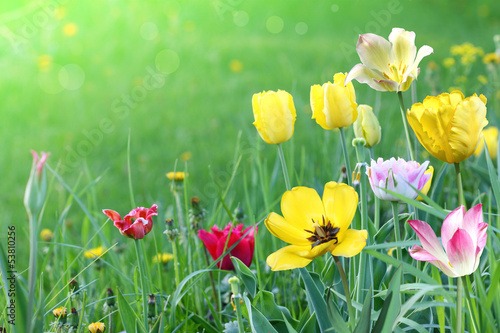 Fototapeta Naklejka Na Ścianę i Meble -  multicolored tulips on a green meadow