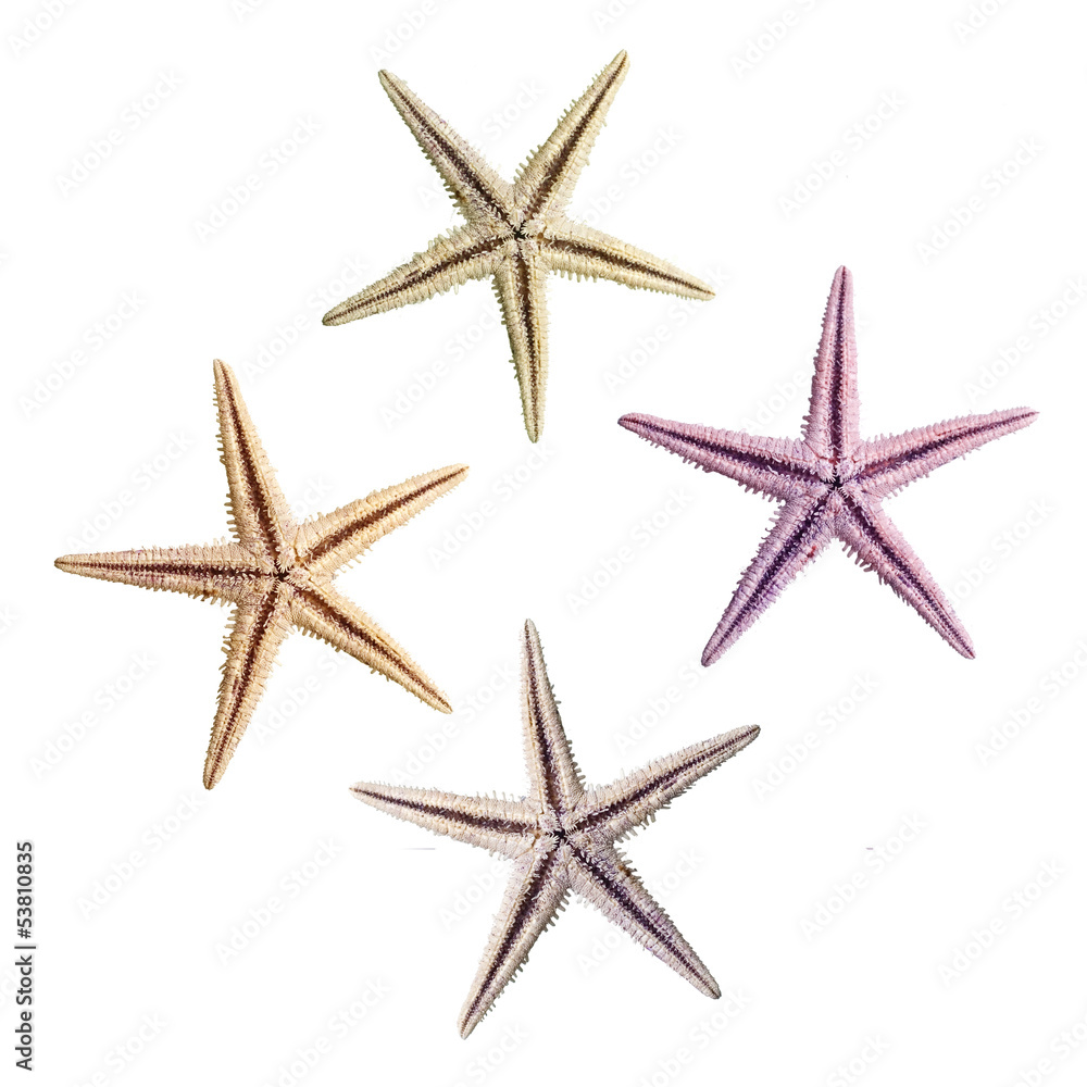 colorful starfish colorful starfish