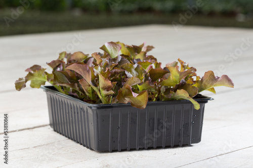 Salat, Sorte Eichblatt rot photo