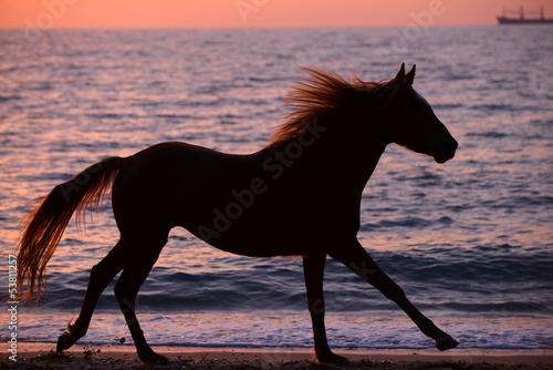 Horse running through water