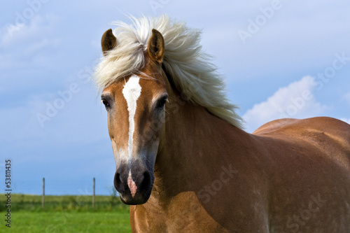 Pferd mit wehender Mähne