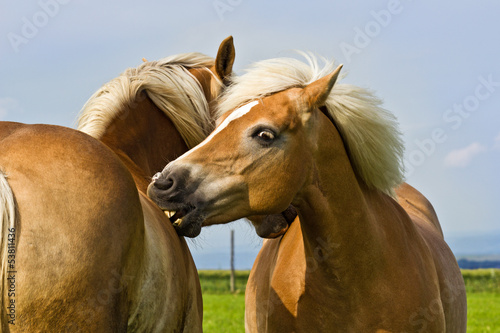 Pferde beim Knabbern  Liebkosen