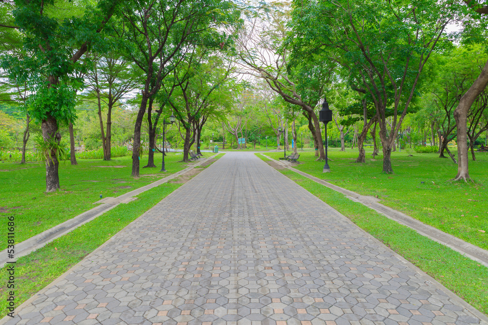 Obraz premium Green alley,path in the park