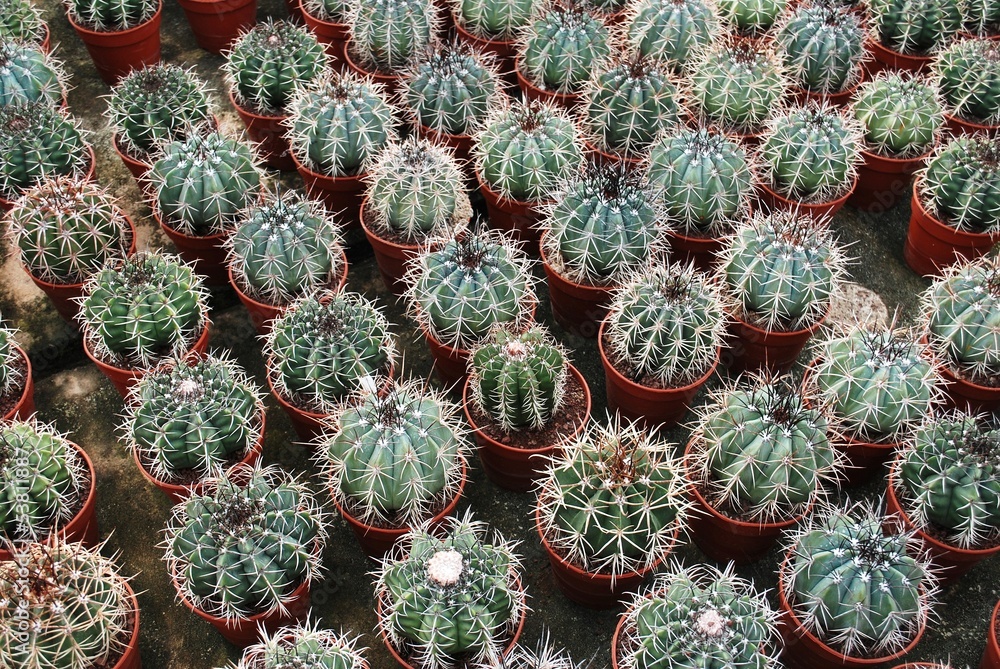 Cactus en vivero Cactus en vivero