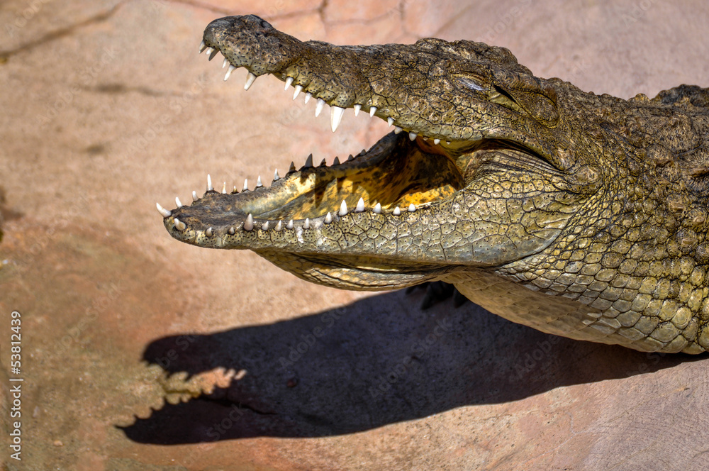 Fototapeta premium cocodrilo al sol