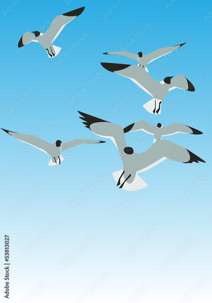 Obraz premium Seagulls