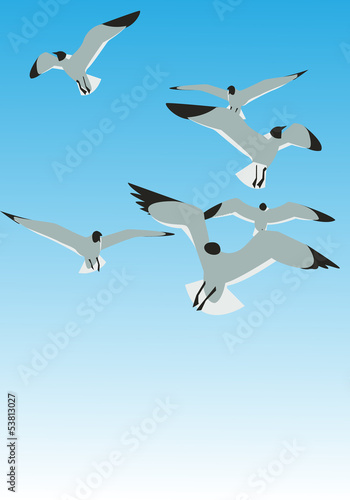 Seagulls
