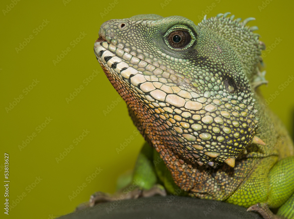 Obraz premium Chinese water dragon