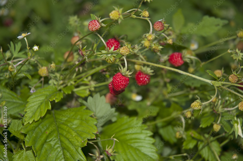 Wild strawberry Wild strawberry