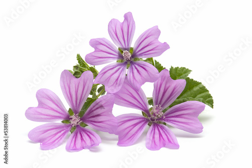 Fototapeta Naklejka Na Ścianę i Meble -  Mallow flower