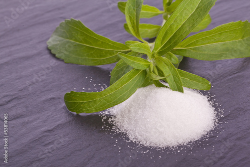 stevia rebaudiana herb as sugar replacement