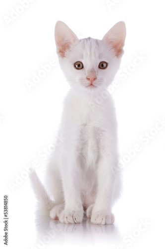 White kitten on a white background.