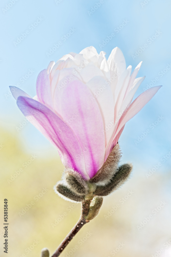 Fototapeta premium Single Loebner Magnolia (Magnolia x loebneri) Blossom