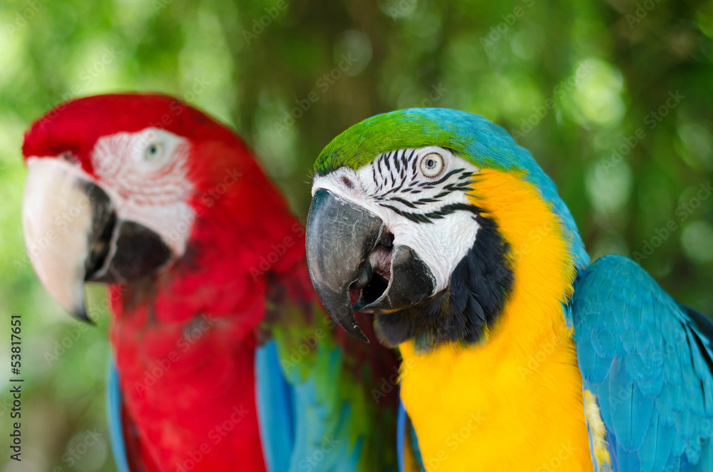 Fototapeta premium Macaw Parrot