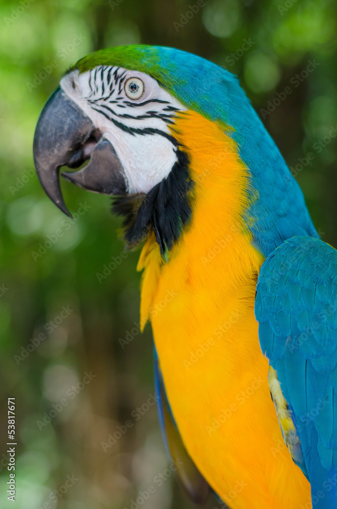 Macaw parrot