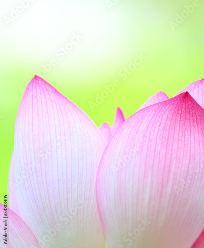 Pink lotus close up