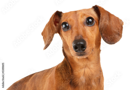 Dachshund dog close up © leungchopan
