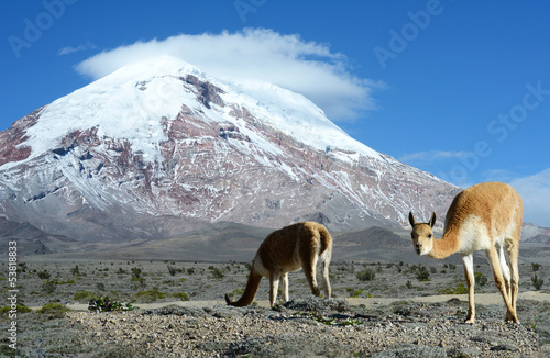 Vicugna. stratovolcano Chimborazo, Cordillera Occidental, Andes,