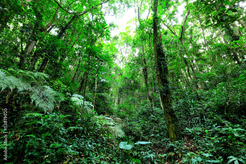 Fototapeta premium Jungle