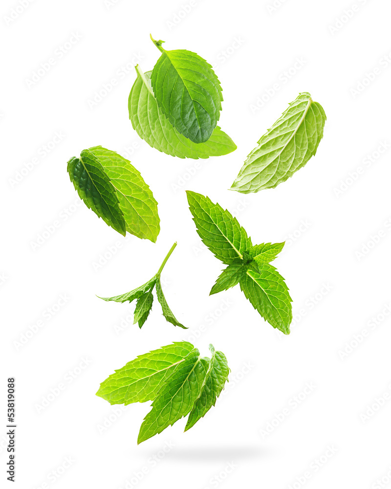 Green mint leaves isolated on a white background. - obrazy, fototapety, plakaty 