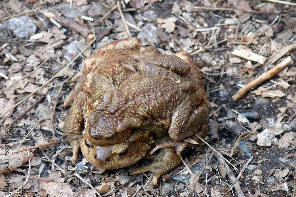 Fototapeta premium toads in love