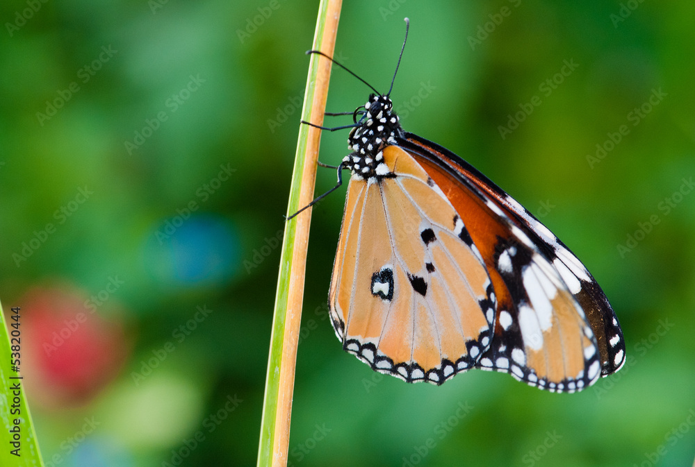 Naklejka premium Beautiful butterfly