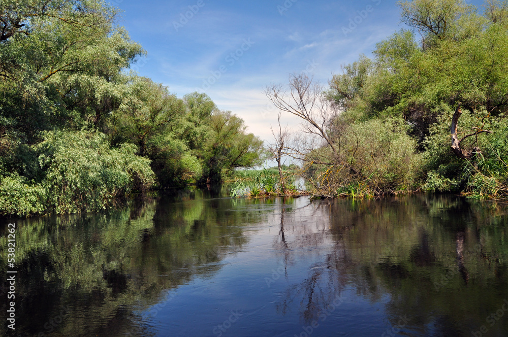 Flooded forest in the Danube delta