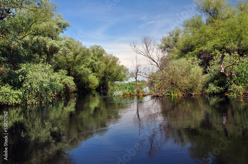 Flooded forest in the Danube delta © salajean