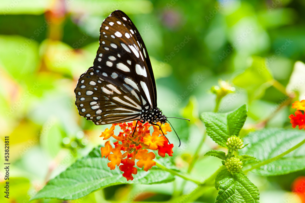 Butterfly stay on the flower Butterfly stay on the flower