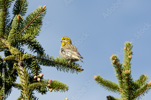 Male of European Serin, Serinus serinus photo