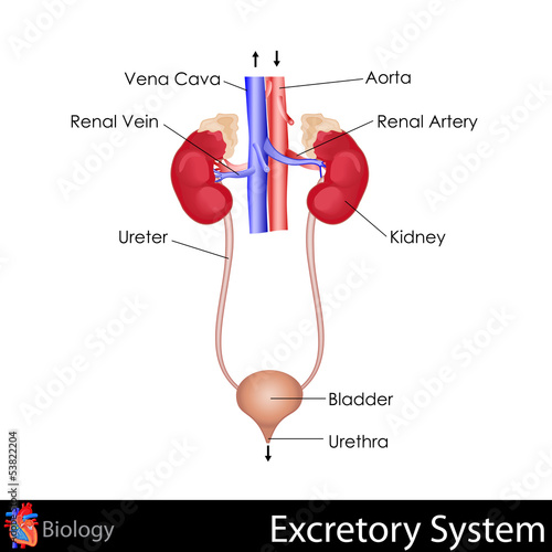 Excretory System photo