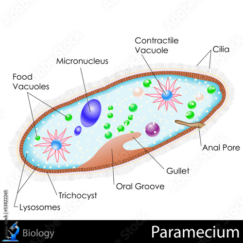 Paramecium Diagram