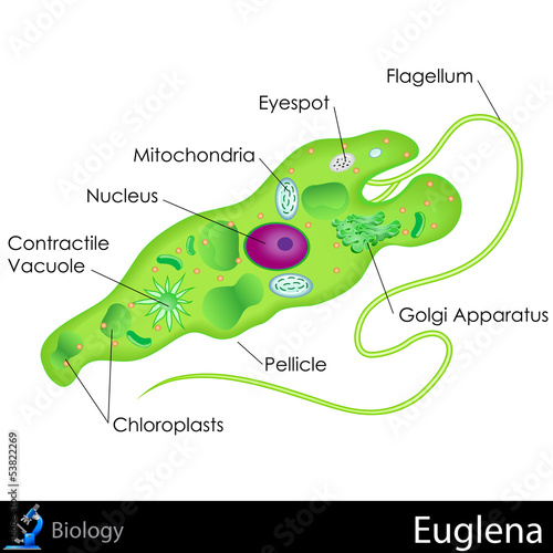 Vászonkép Euglena Diagram