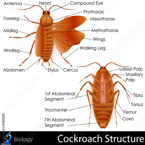 Cockroach anatomy