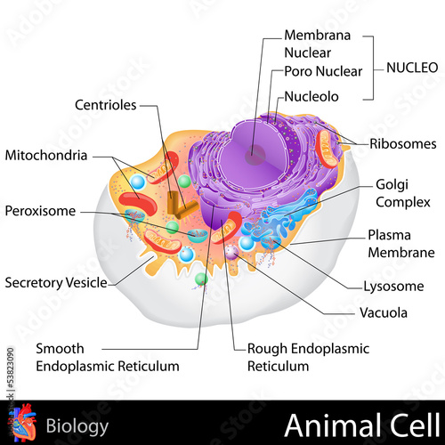 Animal Cell