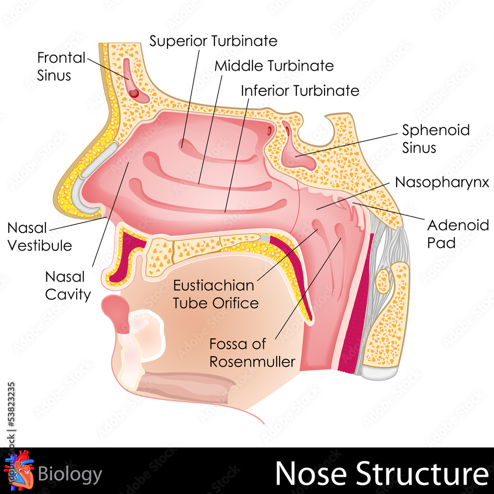 Obraz premium Human Nose