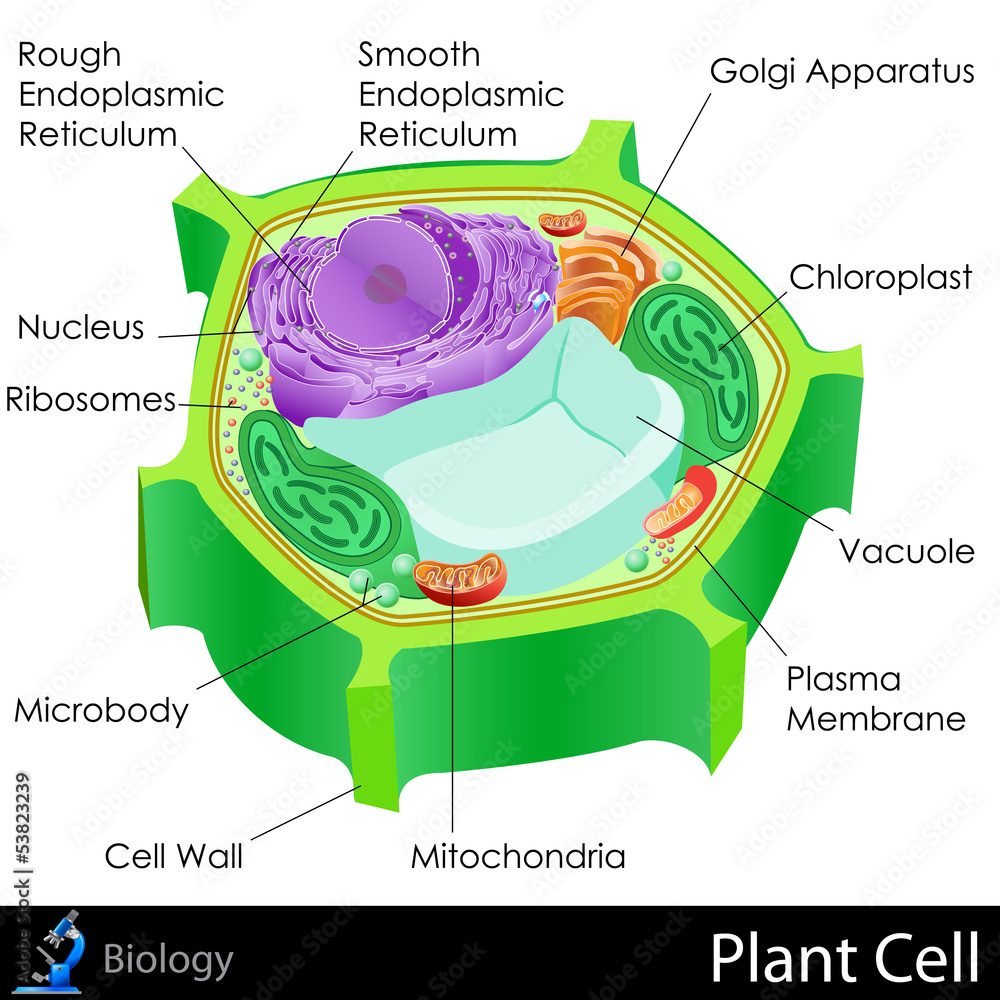 Plant Cell Stock Vector | Adobe Stock