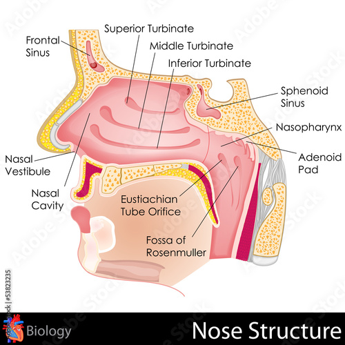 Human Nose
