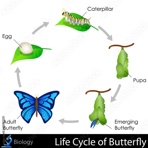 Lifecycle of Butterfly