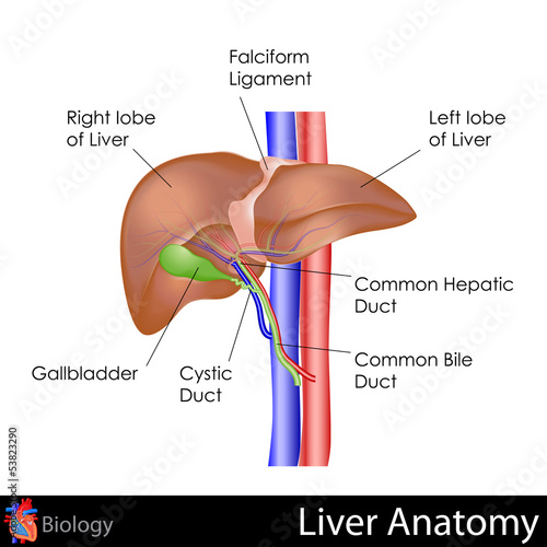 Human Liver Anatomy