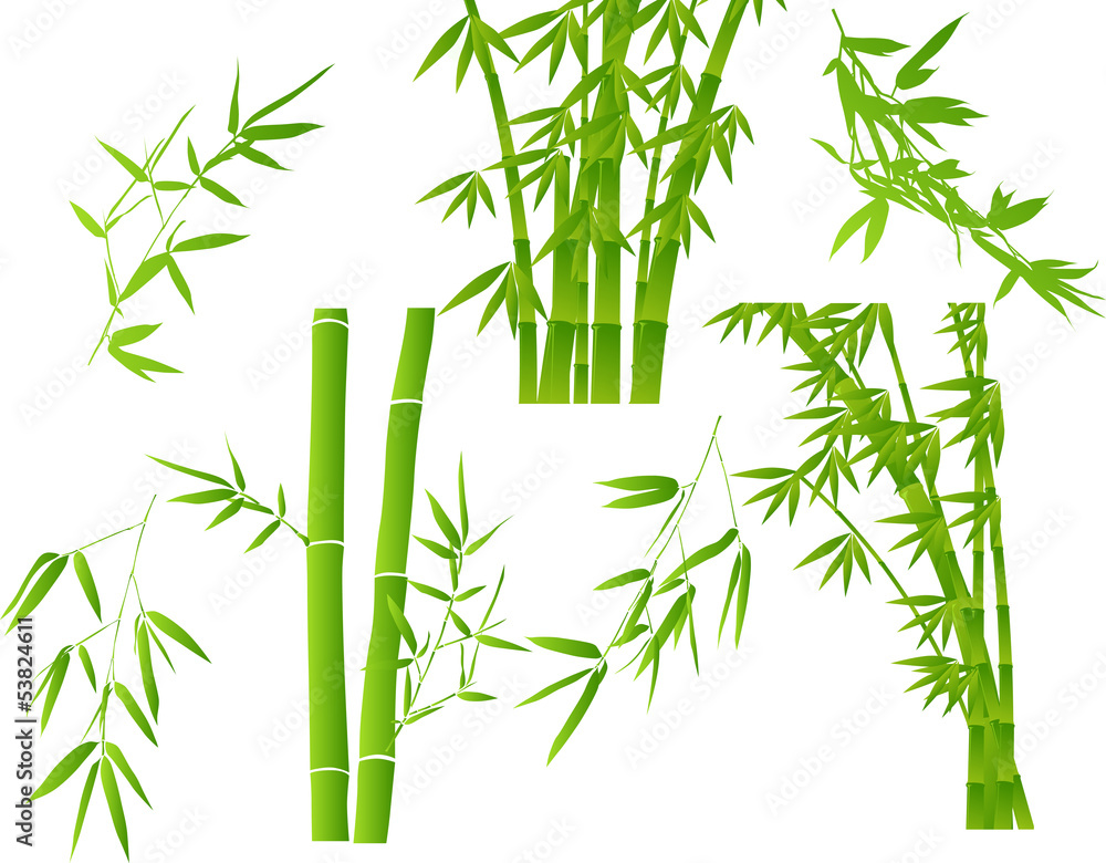 Fototapeta premium green illustration with set of bamboo branches