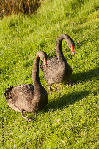 black swans grazing on fresh grass